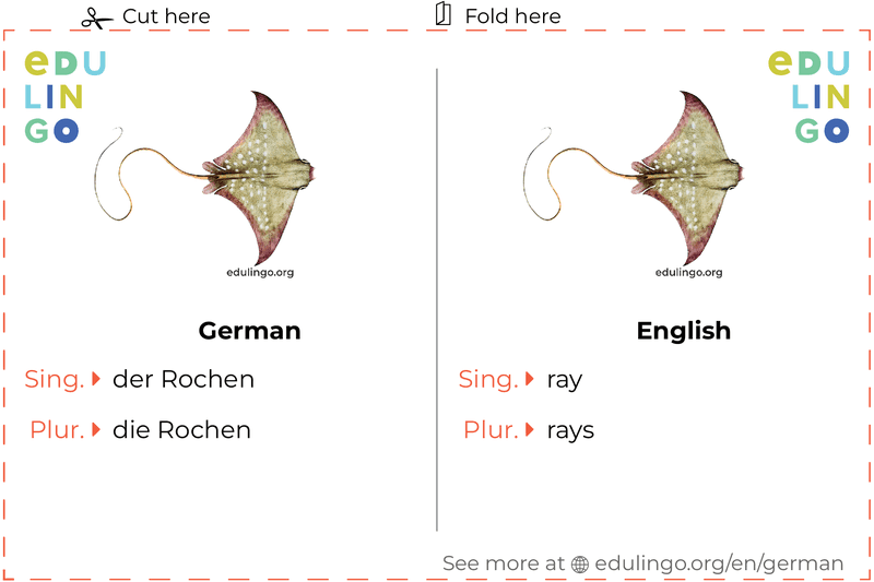 Ray in German vocabulary flashcard for printing, practicing and learning