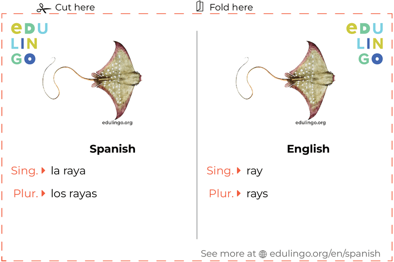 Ray in Spanish vocabulary flashcard for printing, practicing and learning