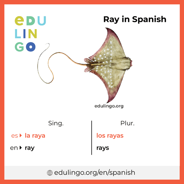 Ray in Spanish vocabulary picture with singular and plural for download and printing
