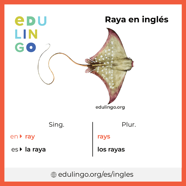 Imagen de vocabulario Raya en inglés con singular y plural para descargar e imprimir