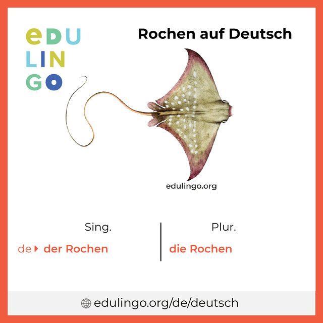 Rochen auf Deutsch Vokabelbild mit Singular und Plural zum Herunterladen und Ausdrucken