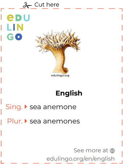 Sea Anemone in English vocabulary flashcard for printing, practicing and learning