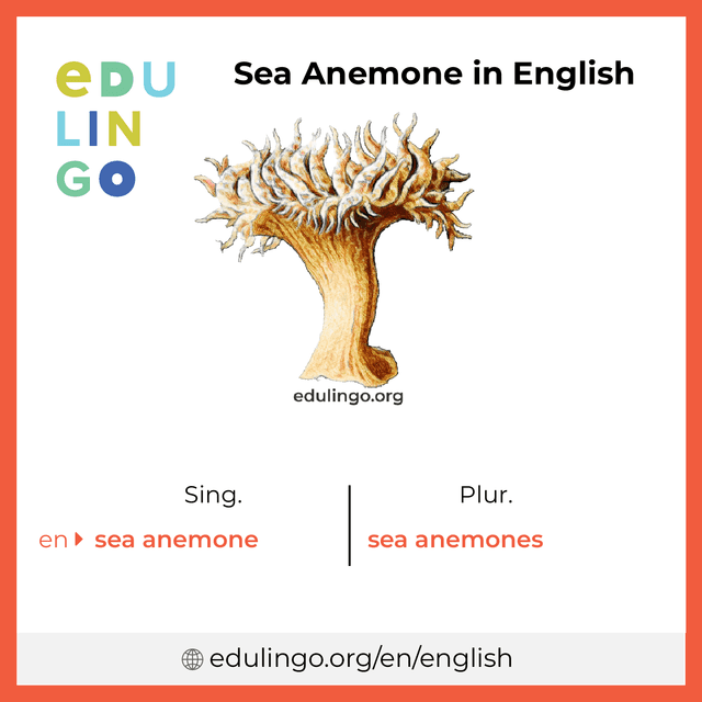 Sea Anemone in English vocabulary picture with singular and plural for download and printing