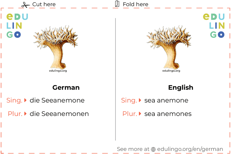 Sea Anemone in German vocabulary flashcard for printing, practicing and learning
