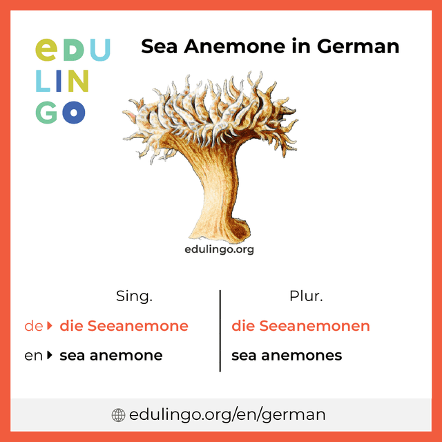 Sea Anemone in German vocabulary picture with singular and plural for download and printing