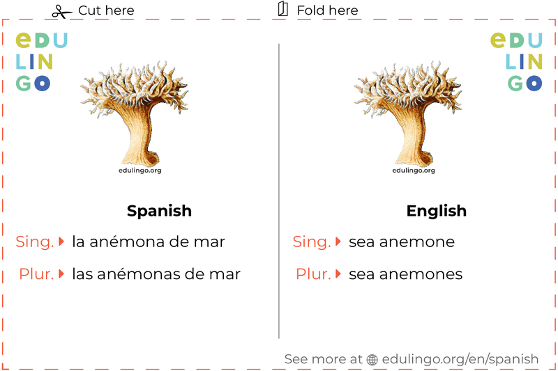 Sea Anemone in Spanish vocabulary flashcard for printing, practicing and learning