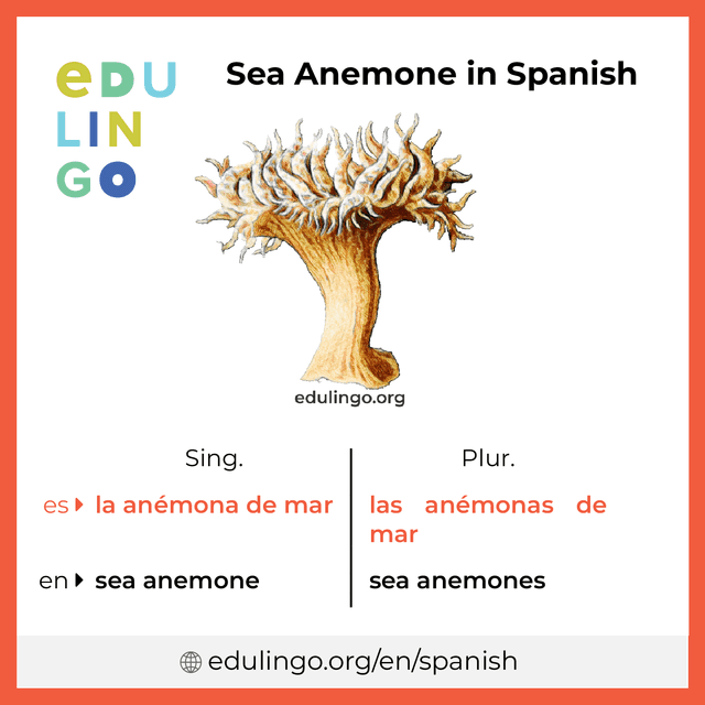 Sea Anemone in Spanish vocabulary picture with singular and plural for download and printing