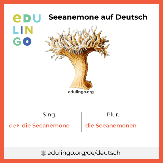 Seeanemone auf Deutsch Vokabelbild mit Singular und Plural zum Herunterladen und Ausdrucken