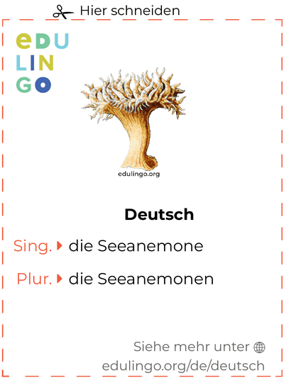 Seeanemone auf Deutsch Vokabelkartei zum Ausdrucken, Üben und Lernen