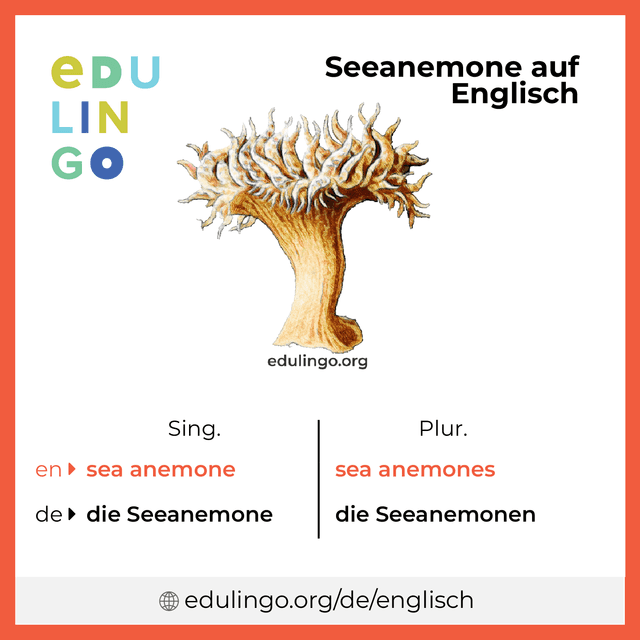 Seeanemone auf Englisch Vokabelbild mit Singular und Plural zum Herunterladen und Ausdrucken