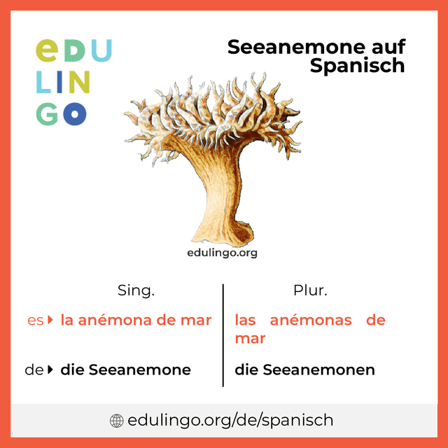 Seeanemone auf Spanisch Vokabelbild mit Singular und Plural zum Herunterladen und Ausdrucken