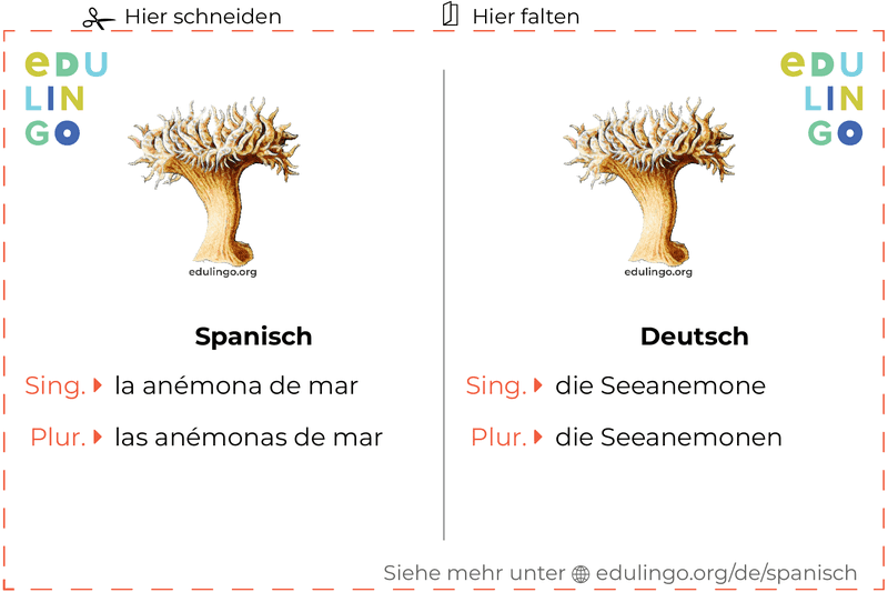 Seeanemone auf Spanisch Vokabelkartei zum Ausdrucken, Üben und Lernen