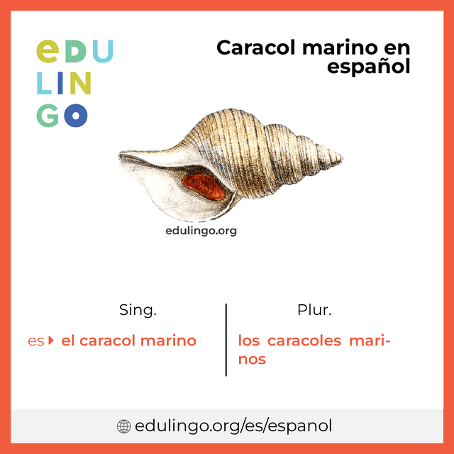 Imagen de vocabulario Caracol marino en español con singular y plural para descargar e imprimir