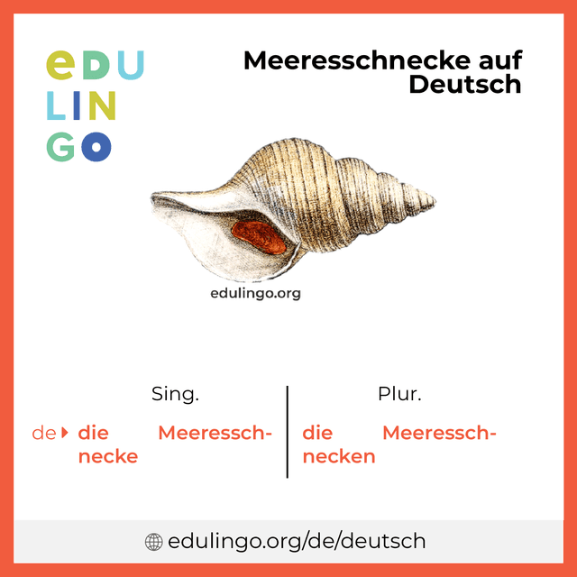 Meeresschnecke auf Deutsch Vokabelbild mit Singular und Plural zum Herunterladen und Ausdrucken