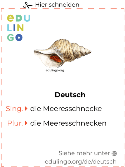 Meeresschnecke auf Deutsch Vokabelkartei zum Ausdrucken, Üben und Lernen