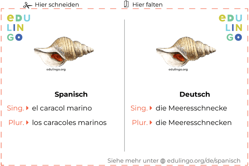 Meeresschnecke auf Spanisch Vokabelkartei zum Ausdrucken, Üben und Lernen