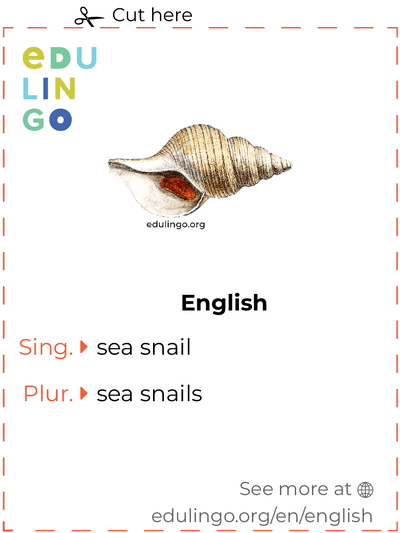 Sea Snail in English vocabulary flashcard for printing, practicing and learning