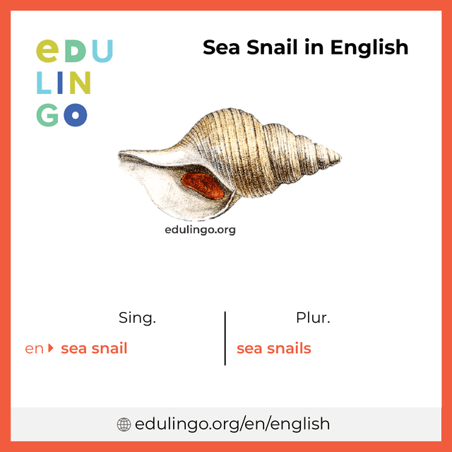 Sea Snail in English vocabulary picture with singular and plural for download and printing