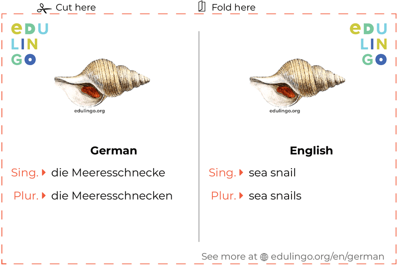 Sea Snail in German vocabulary flashcard for printing, practicing and learning