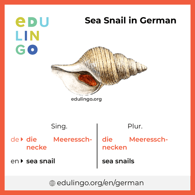 Sea Snail in German vocabulary picture with singular and plural for download and printing