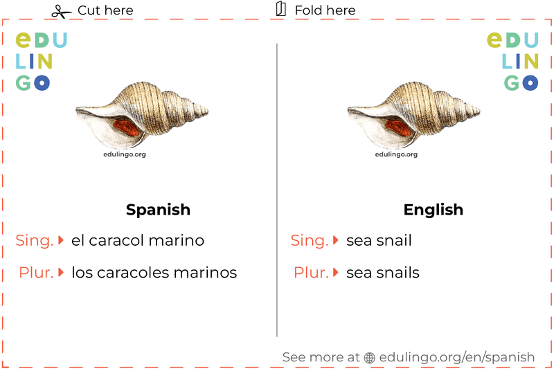 Sea Snail in Spanish vocabulary flashcard for printing, practicing and learning