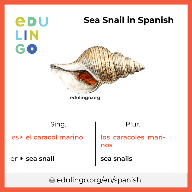 Sea Snail in Spanish vocabulary picture with singular and plural for download and printing
