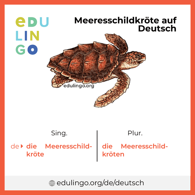 Meeresschildkröte auf Deutsch Vokabelbild mit Singular und Plural zum Herunterladen und Ausdrucken