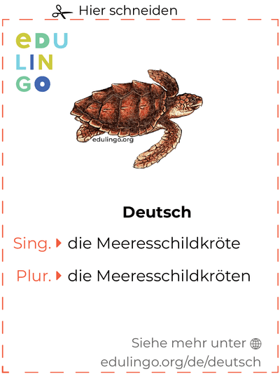 Meeresschildkröte auf Deutsch Vokabelkartei zum Ausdrucken, Üben und Lernen