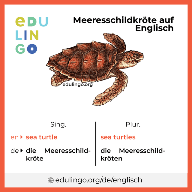 Meeresschildkröte auf Englisch Vokabelbild mit Singular und Plural zum Herunterladen und Ausdrucken