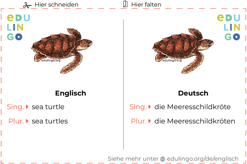 Meeresschildkröte auf Englisch Vokabelkartei zum Ausdrucken, Üben und Lernen