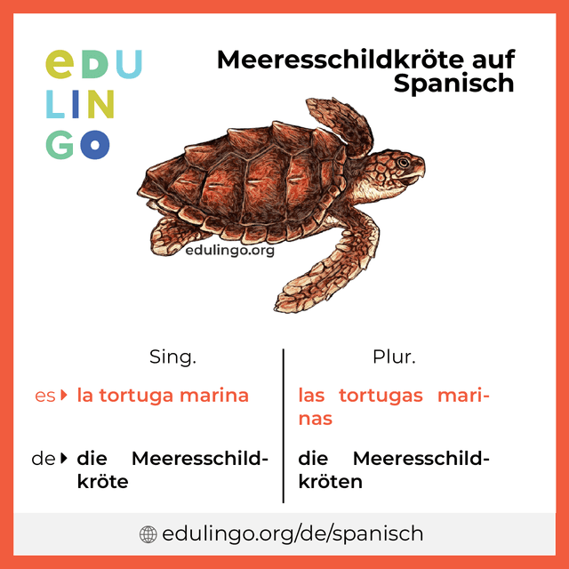 Meeresschildkröte auf Spanisch Vokabelbild mit Singular und Plural zum Herunterladen und Ausdrucken