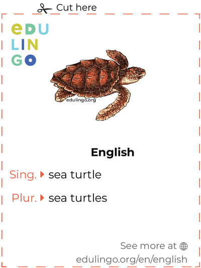 Sea Turtle in English vocabulary flashcard for printing, practicing and learning