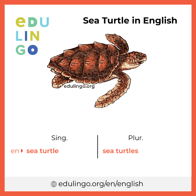 Sea Turtle in English vocabulary picture with singular and plural for download and printing
