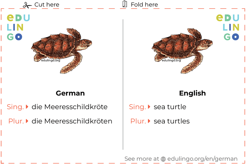 Sea Turtle in German vocabulary flashcard for printing, practicing and learning