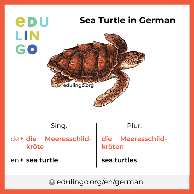 Sea Turtle in German vocabulary picture with singular and plural for download and printing