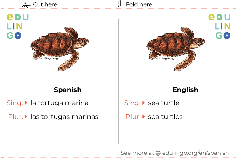 Sea Turtle in Spanish vocabulary flashcard for printing, practicing and learning