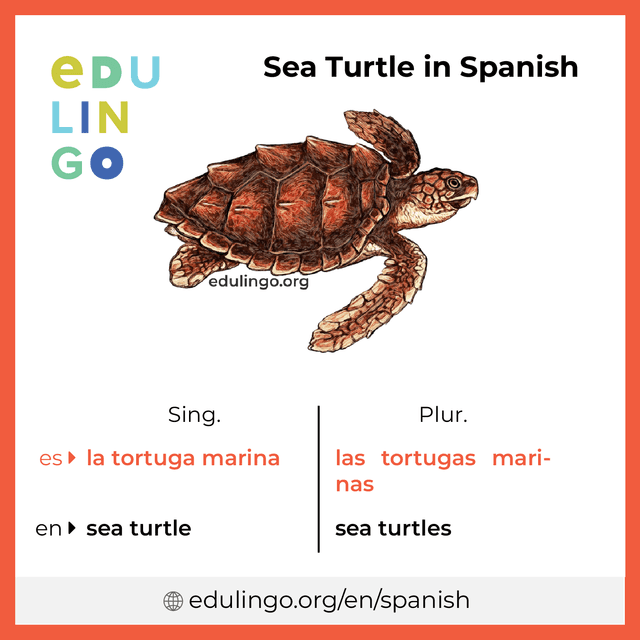 Sea Turtle in Spanish vocabulary picture with singular and plural for download and printing