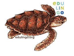 Thumbnail: Sea Turtle in English