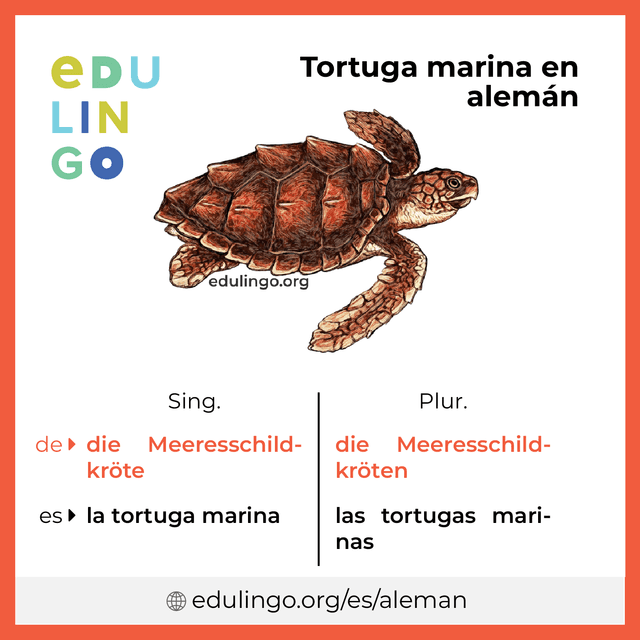 Imagen de vocabulario Tortuga marina en alemán con singular y plural para descargar e imprimir