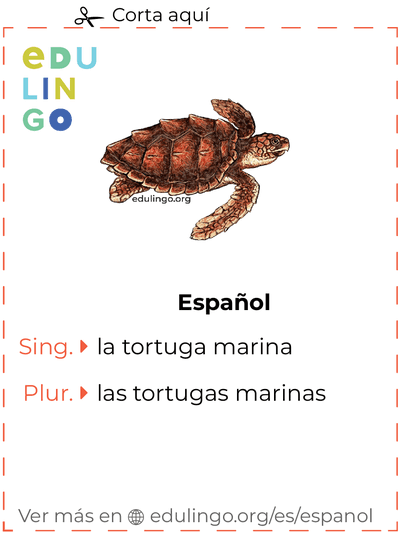 Ficha de Vocabulario Tortuga marina en español para imprimir, practicar y aprender