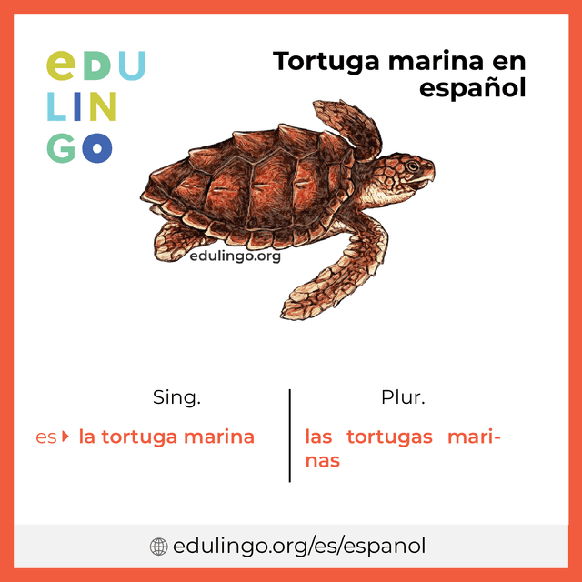 Imagen de vocabulario Tortuga marina en español con singular y plural para descargar e imprimir