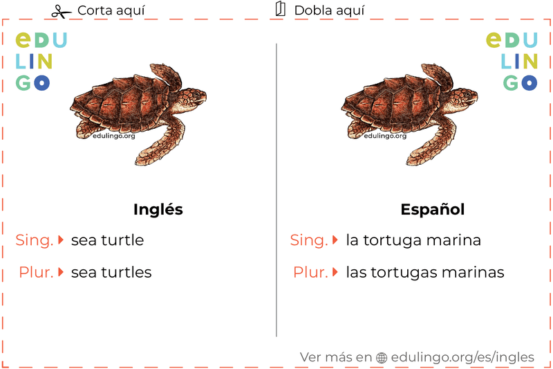 Ficha de Vocabulario Tortuga marina en inglés para imprimir, practicar y aprender