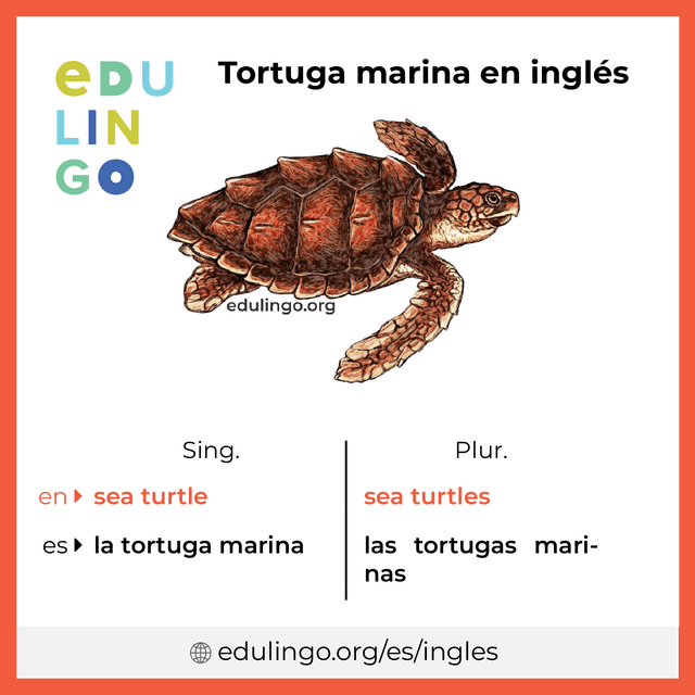 Imagen de vocabulario Tortuga marina en inglés con singular y plural para descargar e imprimir