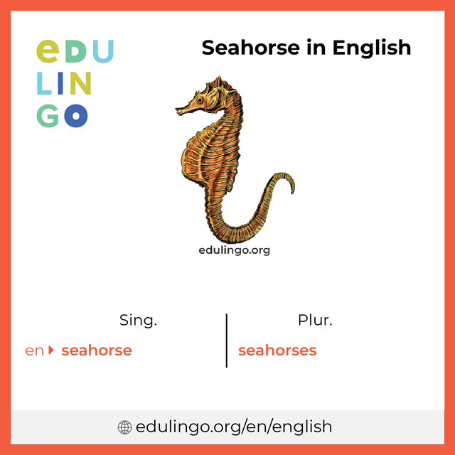 Seahorse in English vocabulary picture with singular and plural for download and printing