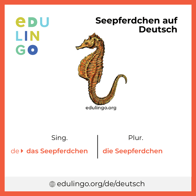 Seepferdchen auf Deutsch Vokabelbild mit Singular und Plural zum Herunterladen und Ausdrucken