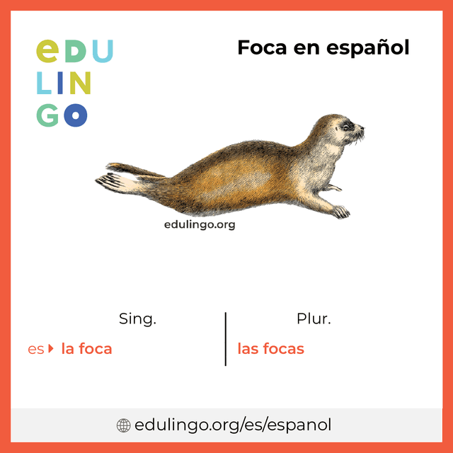 Imagen de vocabulario Foca en español con singular y plural para descargar e imprimir