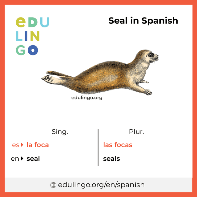 Seal in Spanish vocabulary picture with singular and plural for download and printing