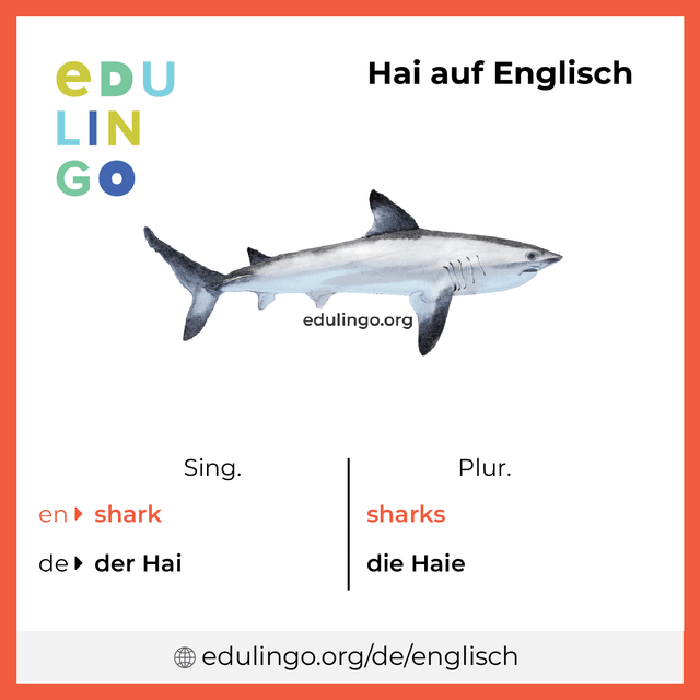 Hai auf Englisch Vokabelbild mit Singular und Plural zum Herunterladen und Ausdrucken
