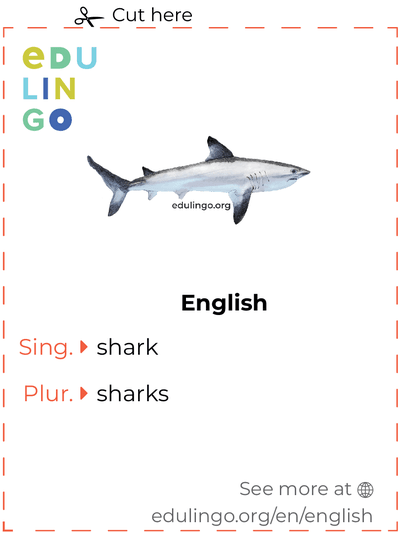 Shark in English vocabulary flashcard for printing, practicing and learning