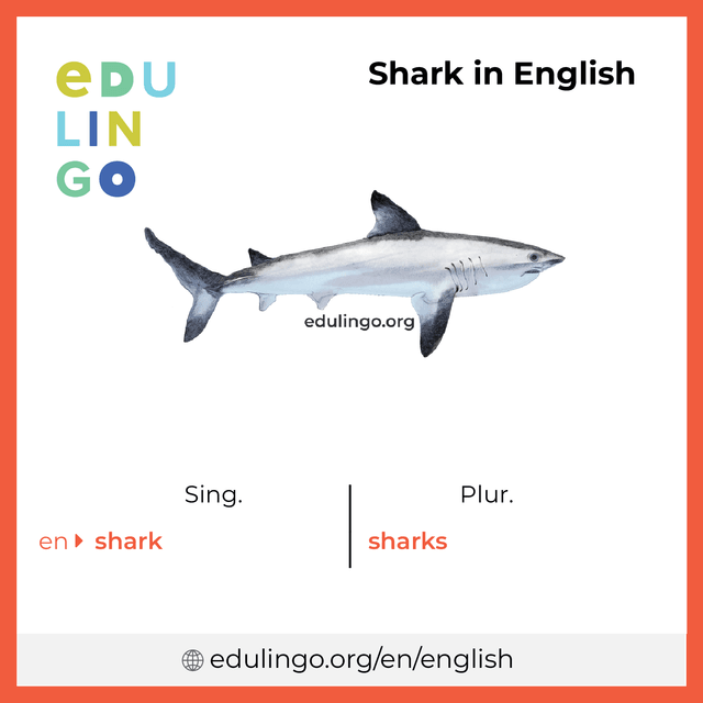 Shark in English vocabulary picture with singular and plural for download and printing